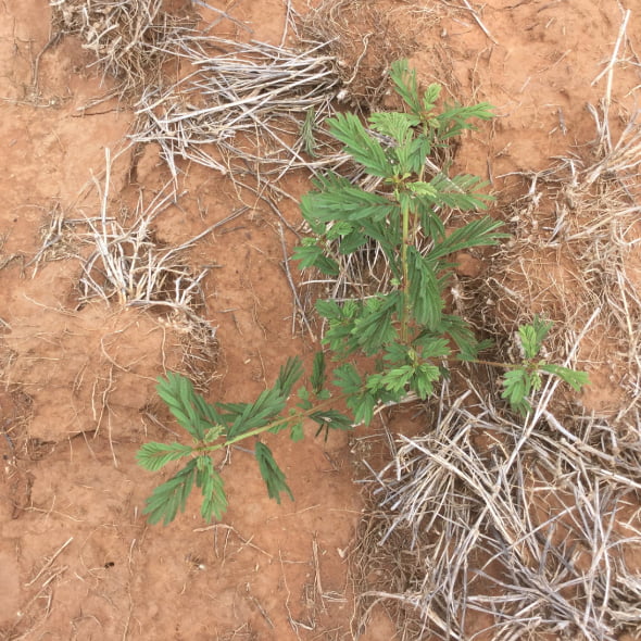 Drought persistence