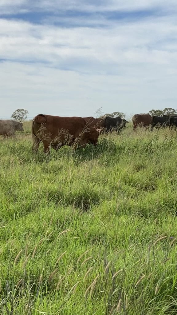 Mustering cattle 1_Allandale