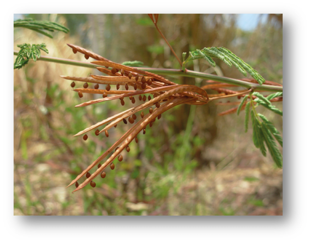 Progardes seed