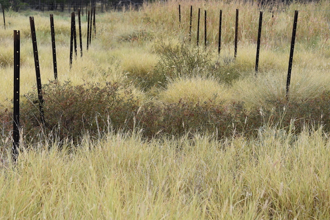 Hughenden gidgee Desmanthus trial site