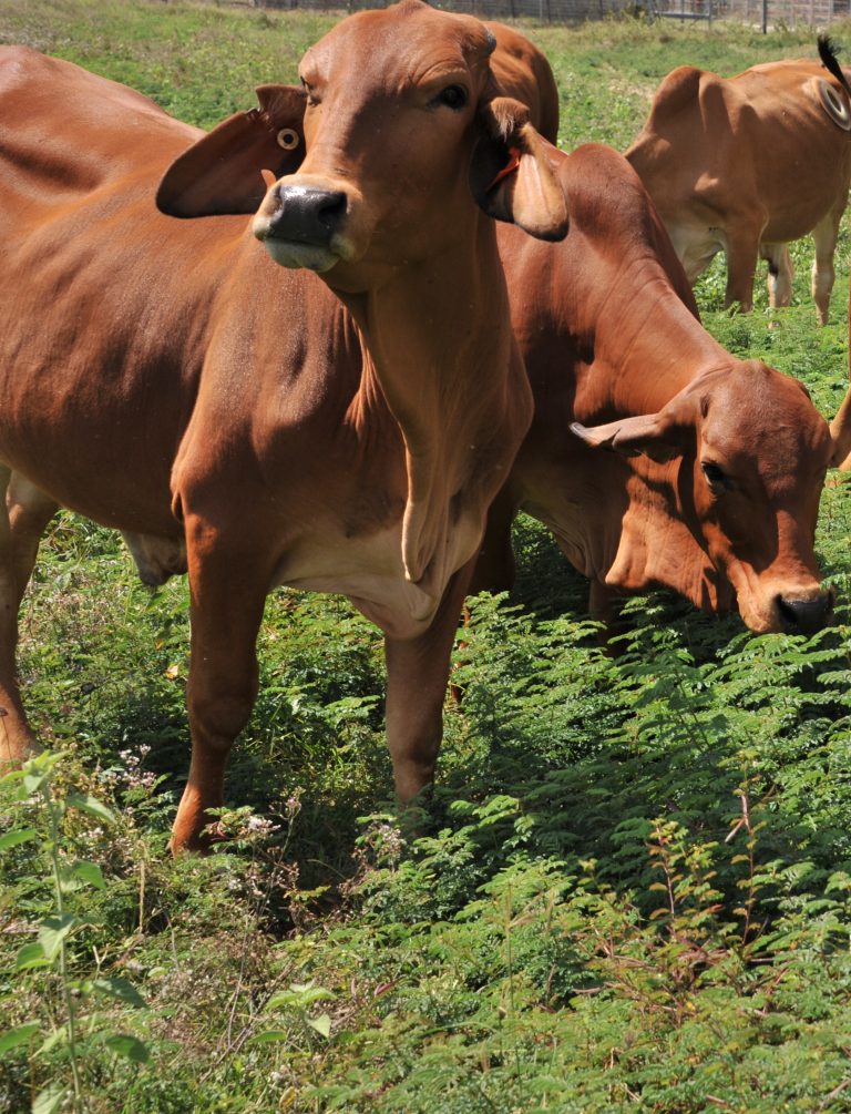 Cattle graze on Progardes Desmanthus