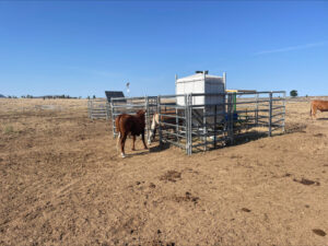 Heifers at a GreenFeed emissions monitoring unit at Cungelella, central Queensland