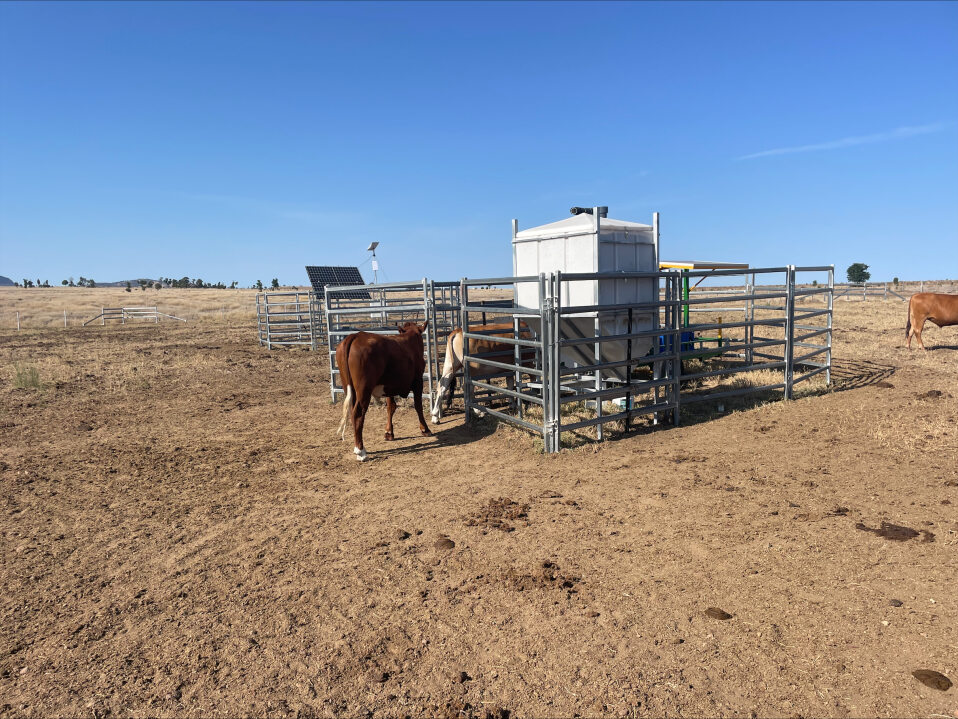 Heifers at a GreenFeed emissions monitoring unit at Cungelella, central Queensland