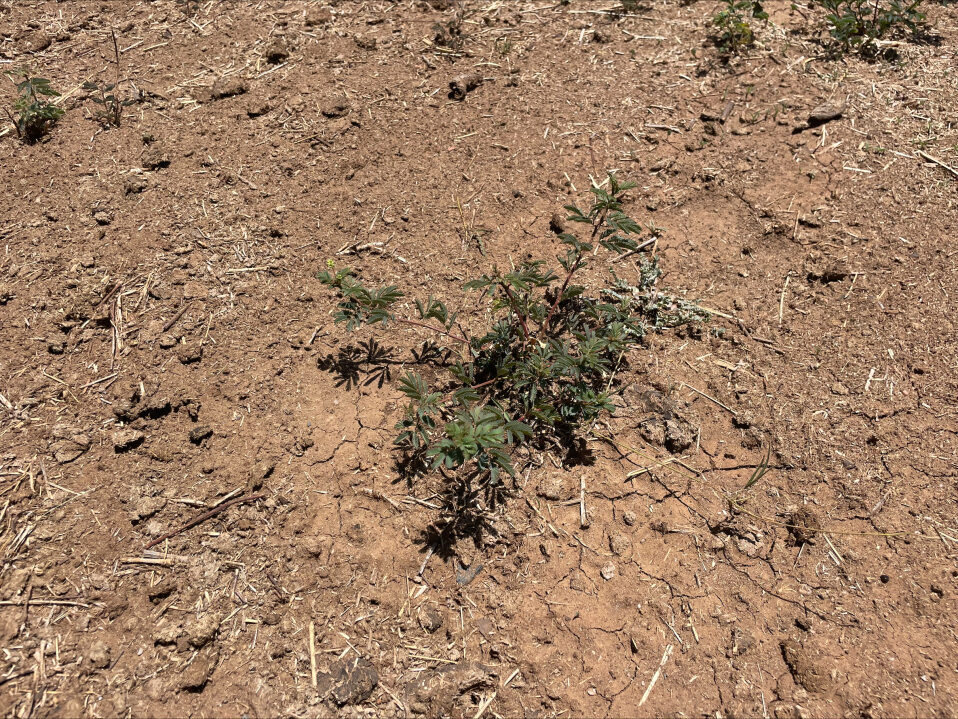 A young Progardes Desmanthus plant establishing in bare soil at Cungelella