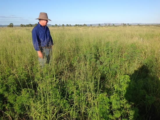 Jason Collins, NAPCo Property Manager, standing in a Progardes Desmanthus and buffel grass paddock at Cungelella