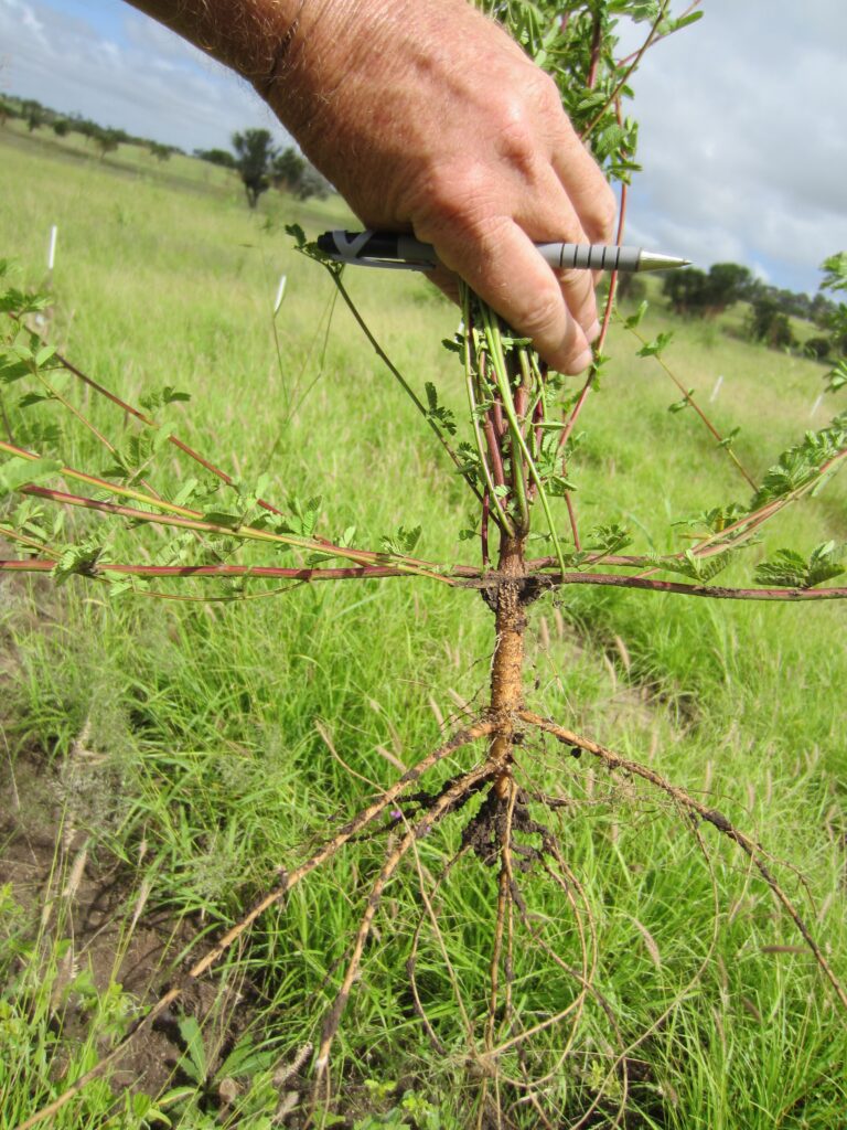 A Progardes Desmanthus plant lifted from the ground, showing its low-growing crown, taproot and lateral roots