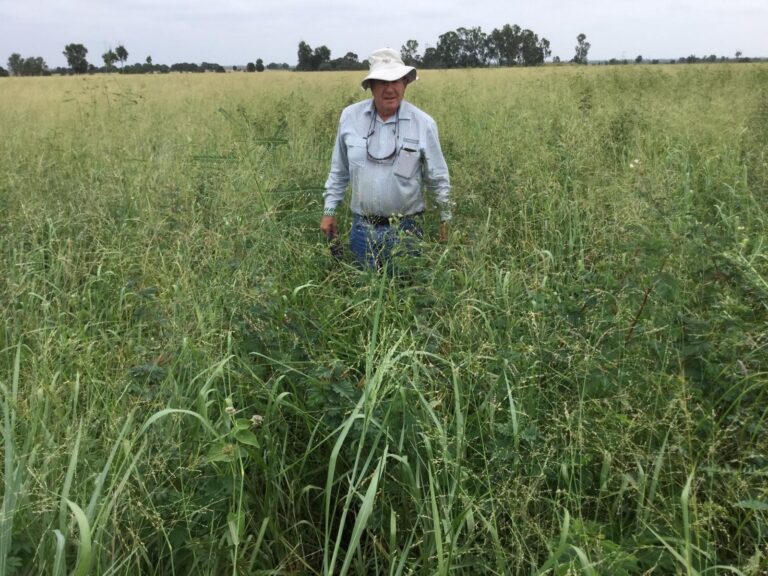 Agrimix Founder Nick Kempe standing waist-deep in a dense Progardes Desmanthus pasture