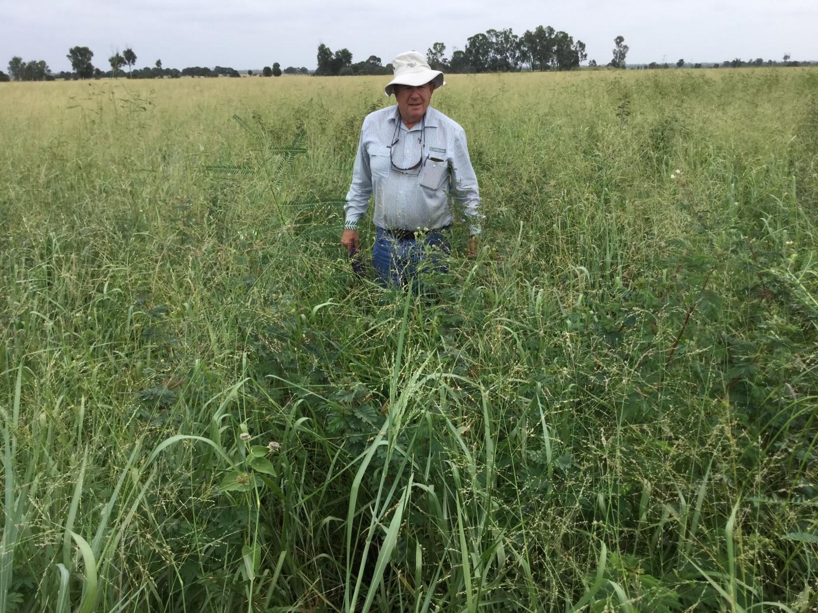Agrimix Founder Nick Kempe standing waist-deep in a dense Progardes Desmanthus pasture